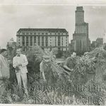 "August haul--In the shadow of Brooklyn Federal Building, one block north of Tillary St., a new crop of marijuana is cut down by sanitation workers. Inspector Frank Creto, left, Sanitation Department, and Deputy Inspector Peter E. Terranova, Police Department, survey the operation, latest in joint efforts by the two departments to rid the city of the weed."